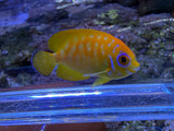RARE Leopyge lemonpeel hybrid angelfish #7