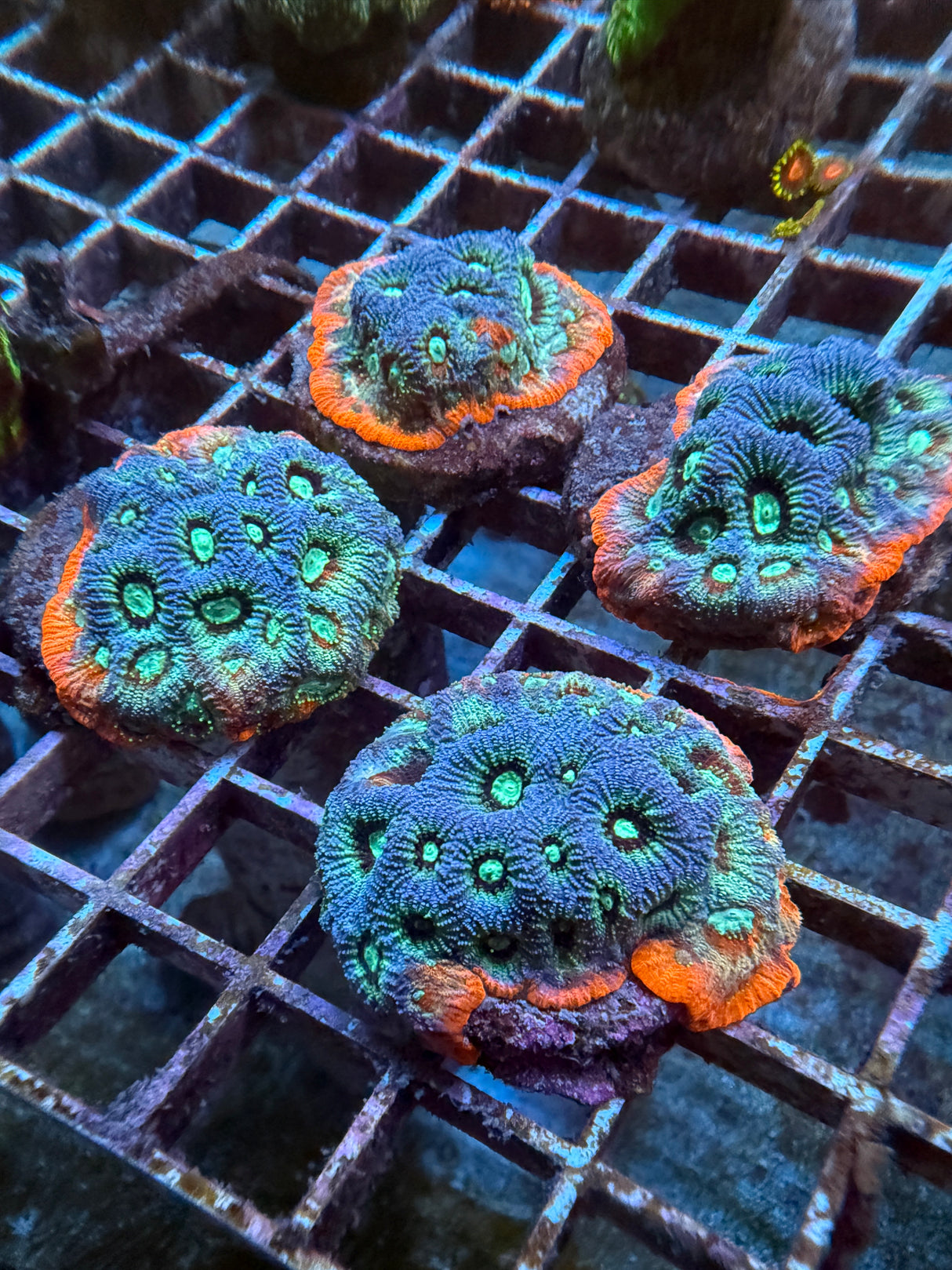 Red rimmed war favites
