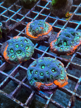 Red rimmed war favites