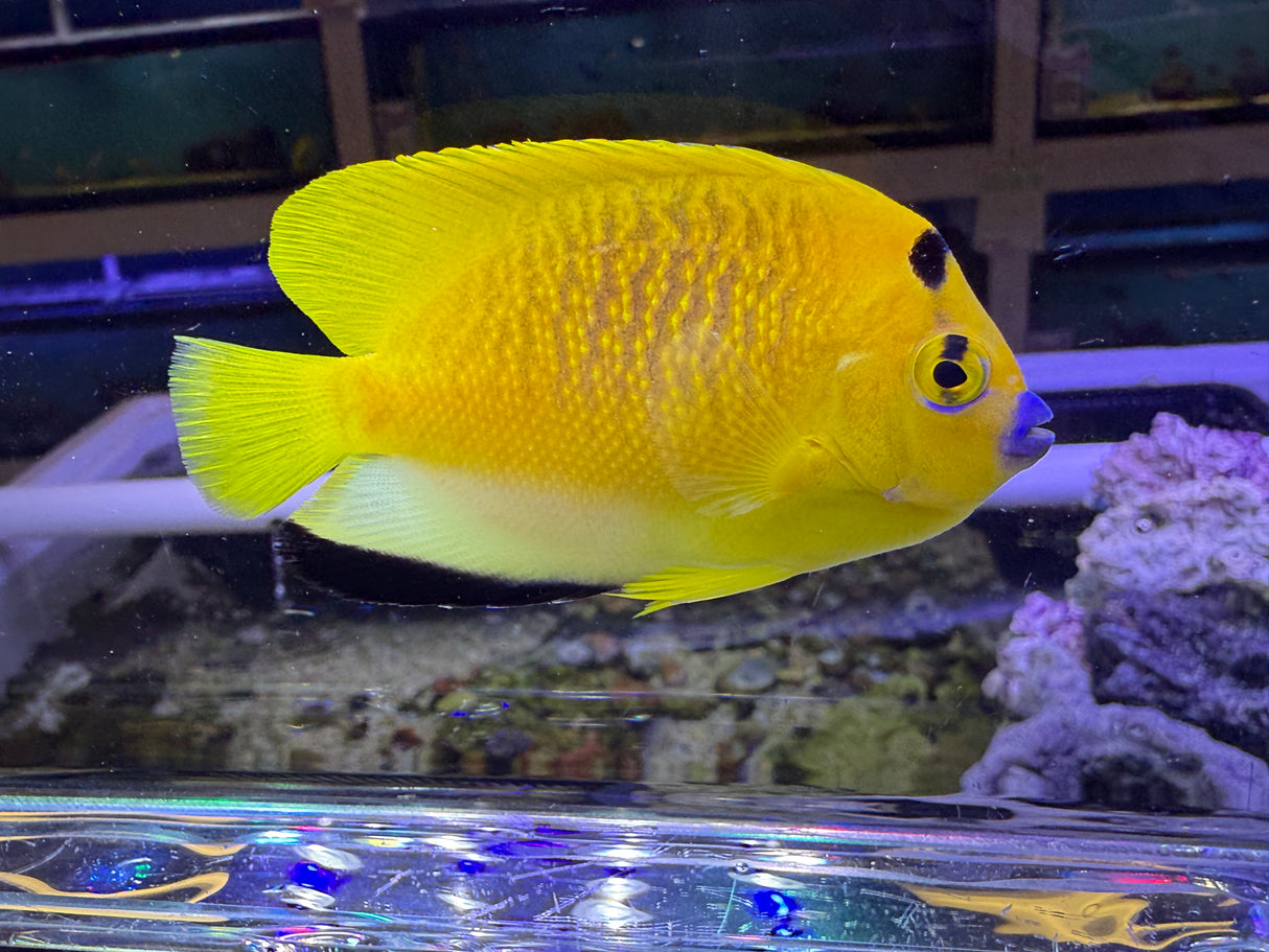 Flagfin angelfish
