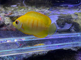 Captive bred Lemonpeel X Eibli hybrid
