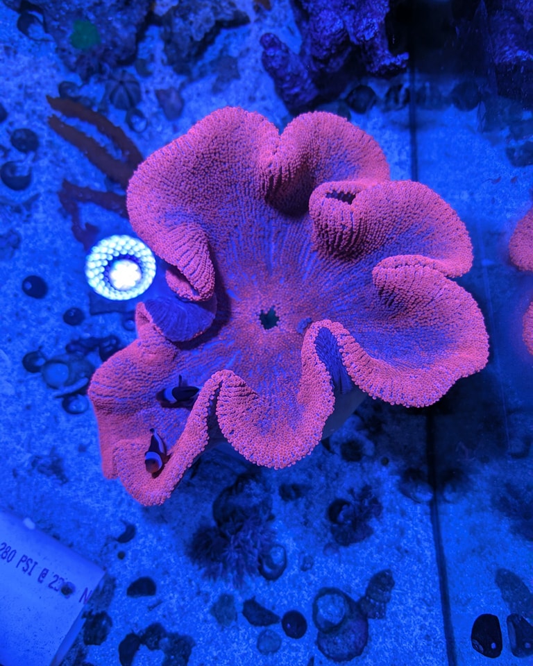 Hot Pink Carpet Anemone