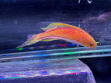 Pintail wrasse