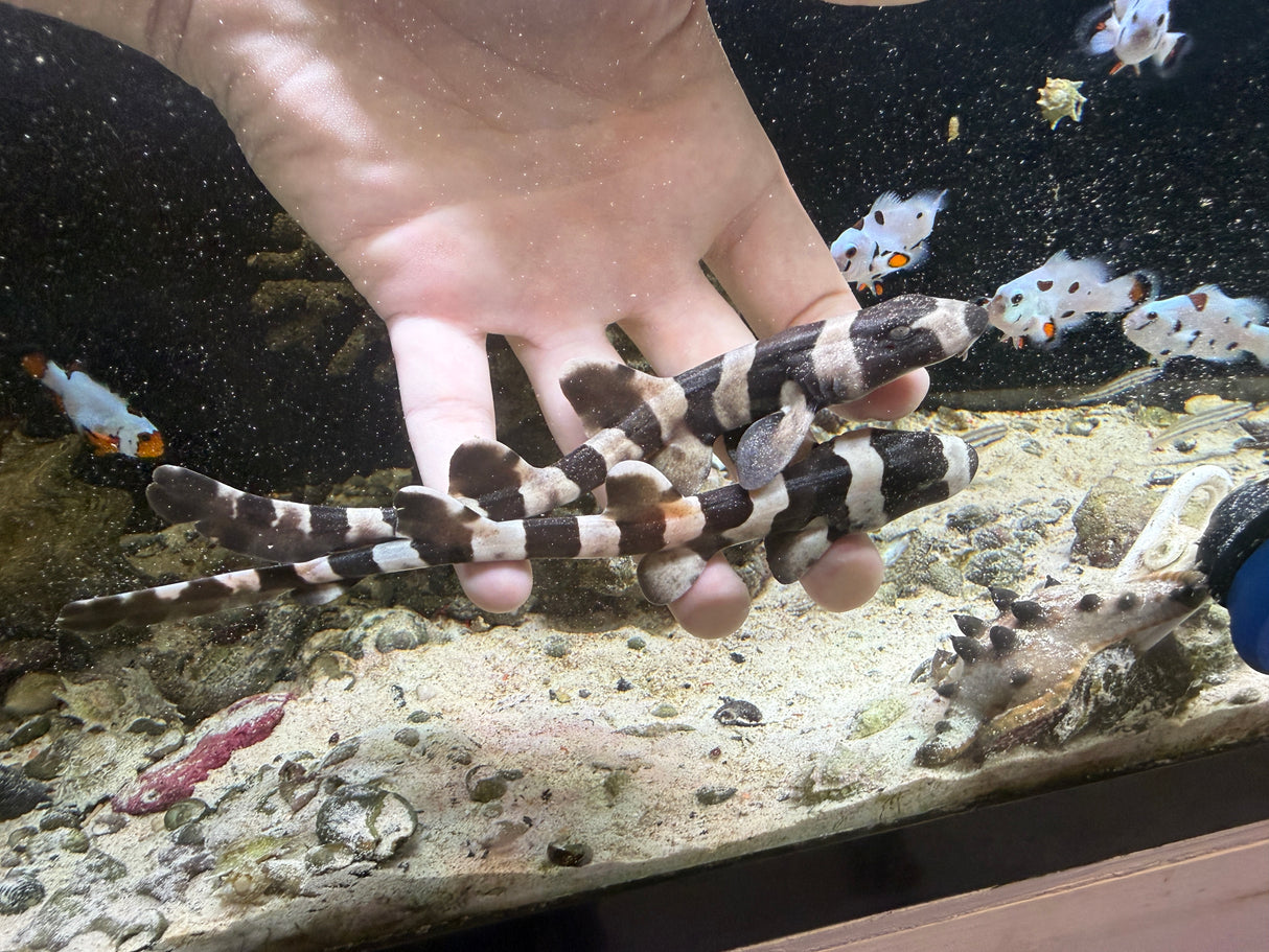Captive Bred Brown Banded Bamboo Shark- Chiloscyllium punctatum Sm >8-12"