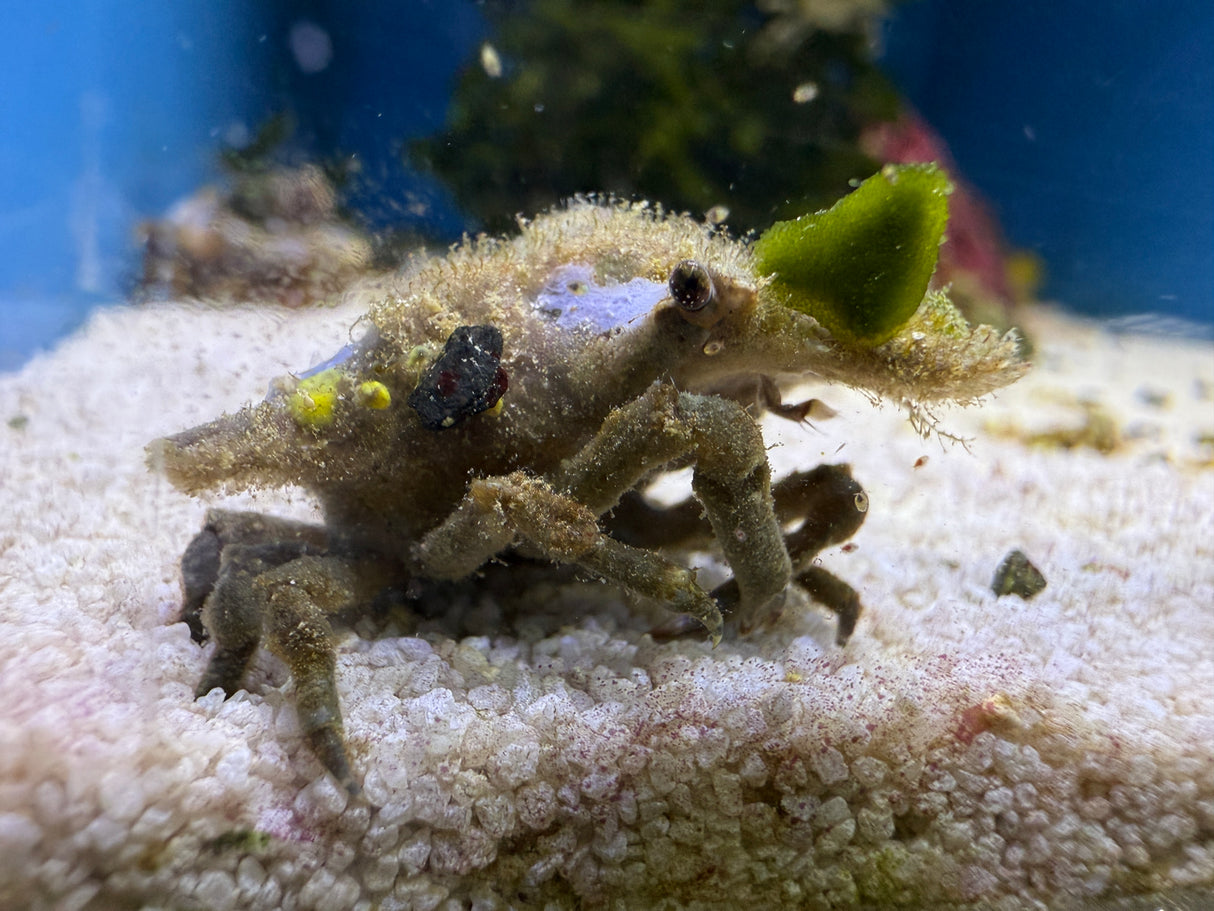Sponge Decorator Crab
