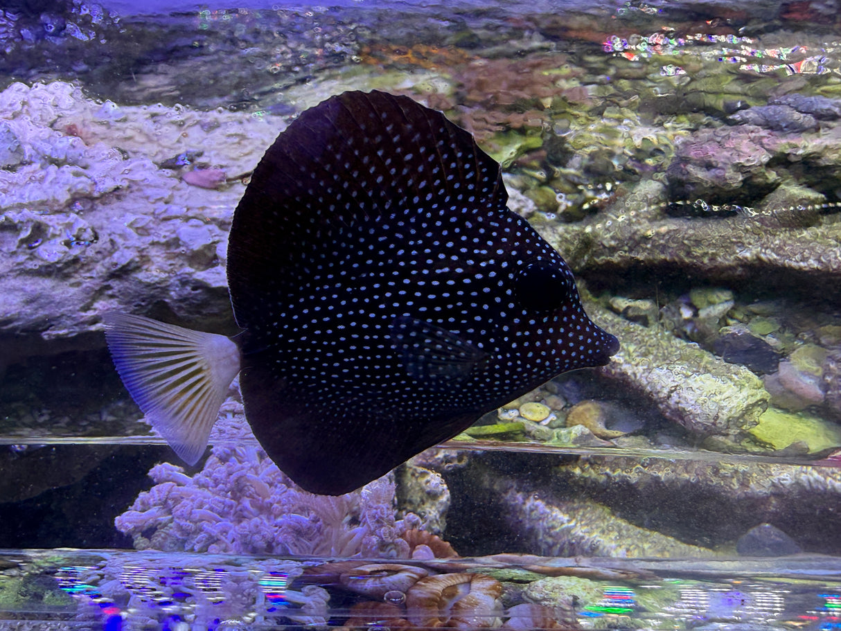Gem tang-small