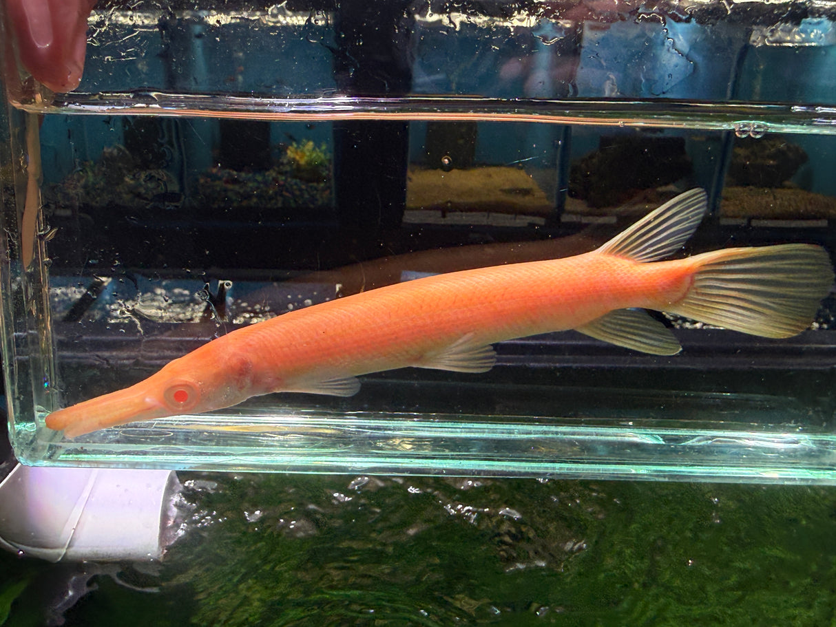 Albino alligator gar