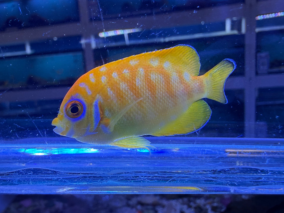 RARE Leopyge lemonpeel hybrid angelfish #7