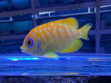 RARE Leopyge lemonpeel hybrid angelfish #7