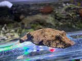 Captive bred Red Congo puffer