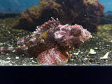 Red Scorpionfish