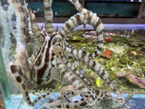 Mimic octopus