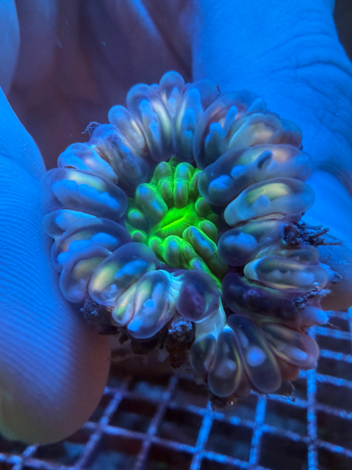 Orange green Small Cynaria WYSIWYG