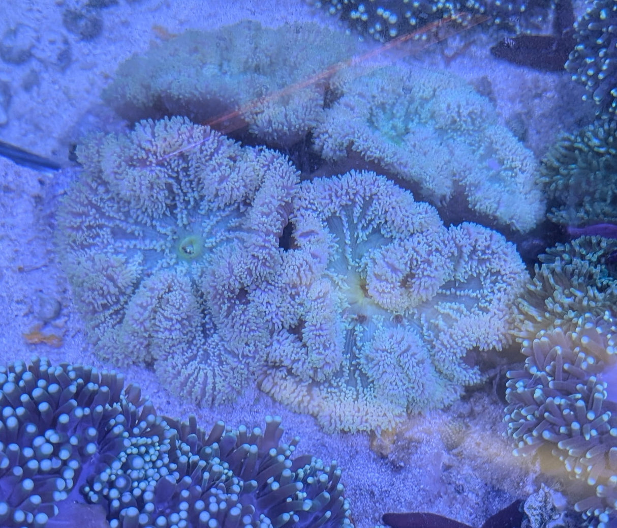 Gigantea carpet anemone