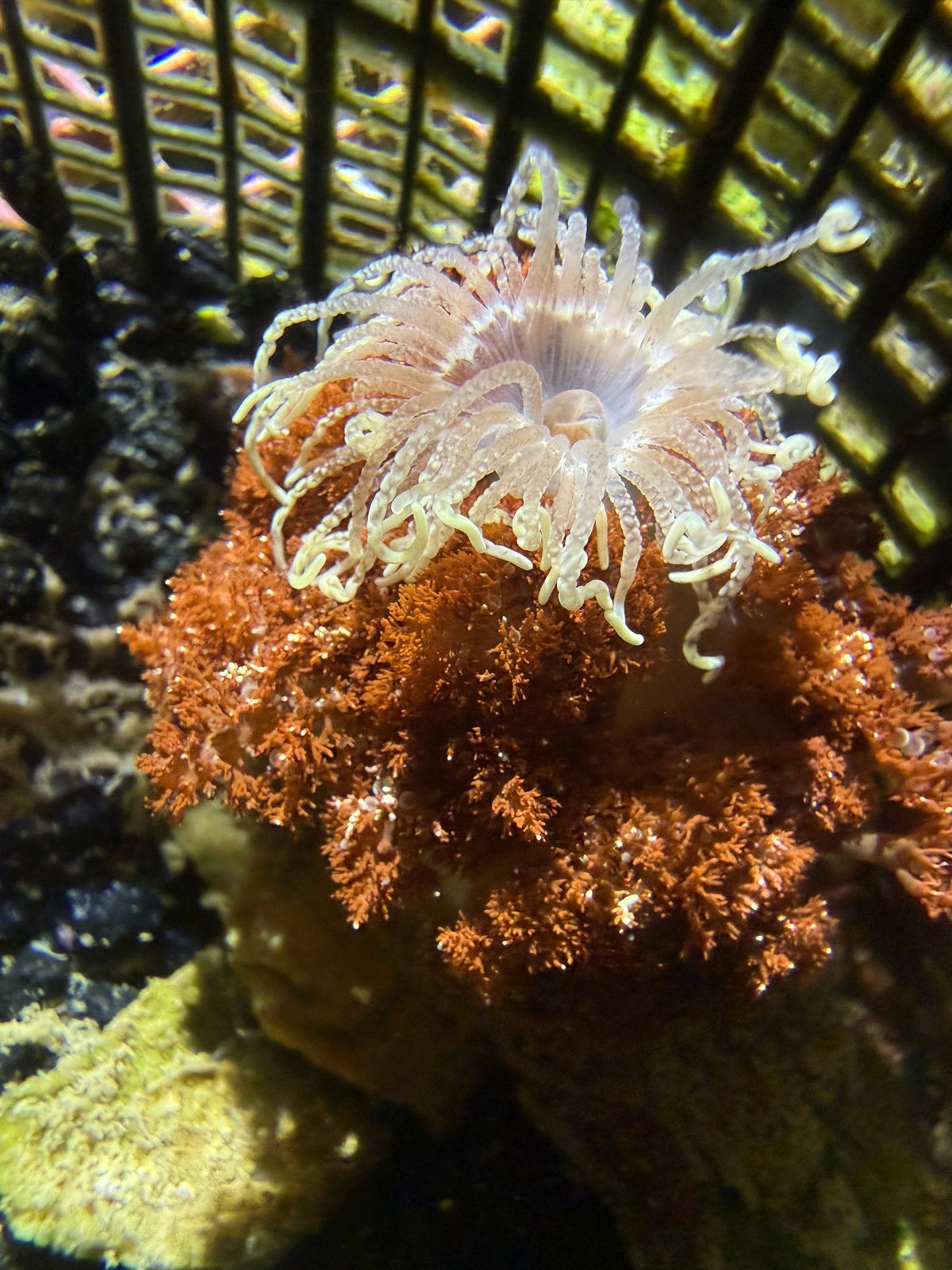 Hellfire Anemone - Actinodendron Plumosum