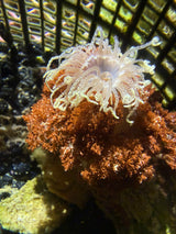 Hellfire Anemone - Actinodendron Plumosum