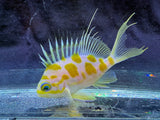 Borbonius anthias