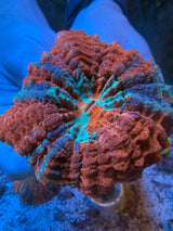 Ultra Acanthophyllia #1