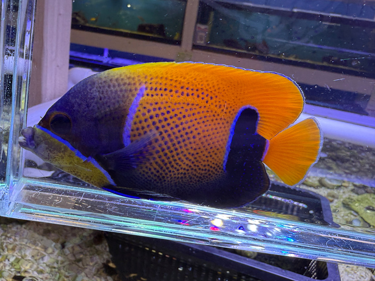 Majestic angelfish