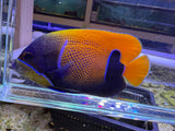 Majestic angelfish