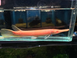 Albino alligator gar