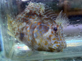 Orange spotted blenny