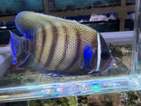 Six bar angelfish