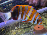 Harlequin Tusk Fish