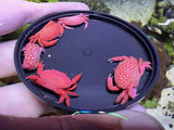 Strawberry Crab