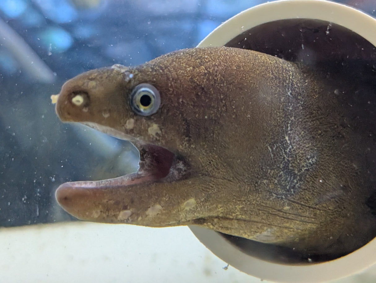 Moray eel Gymnothorax miliaris Africa