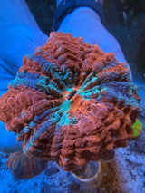 Ultra Acanthophyllia #1