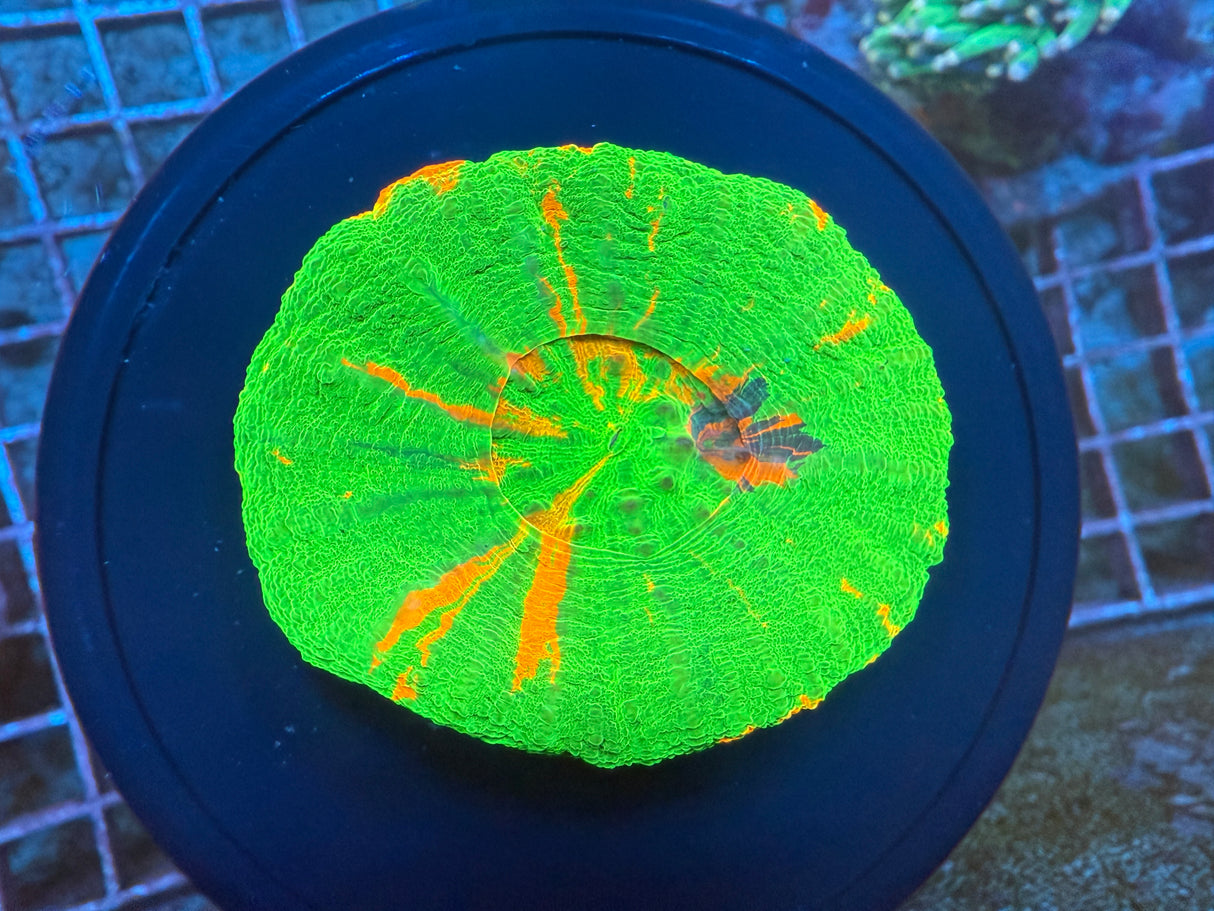 Bleeding apple Scoly 2