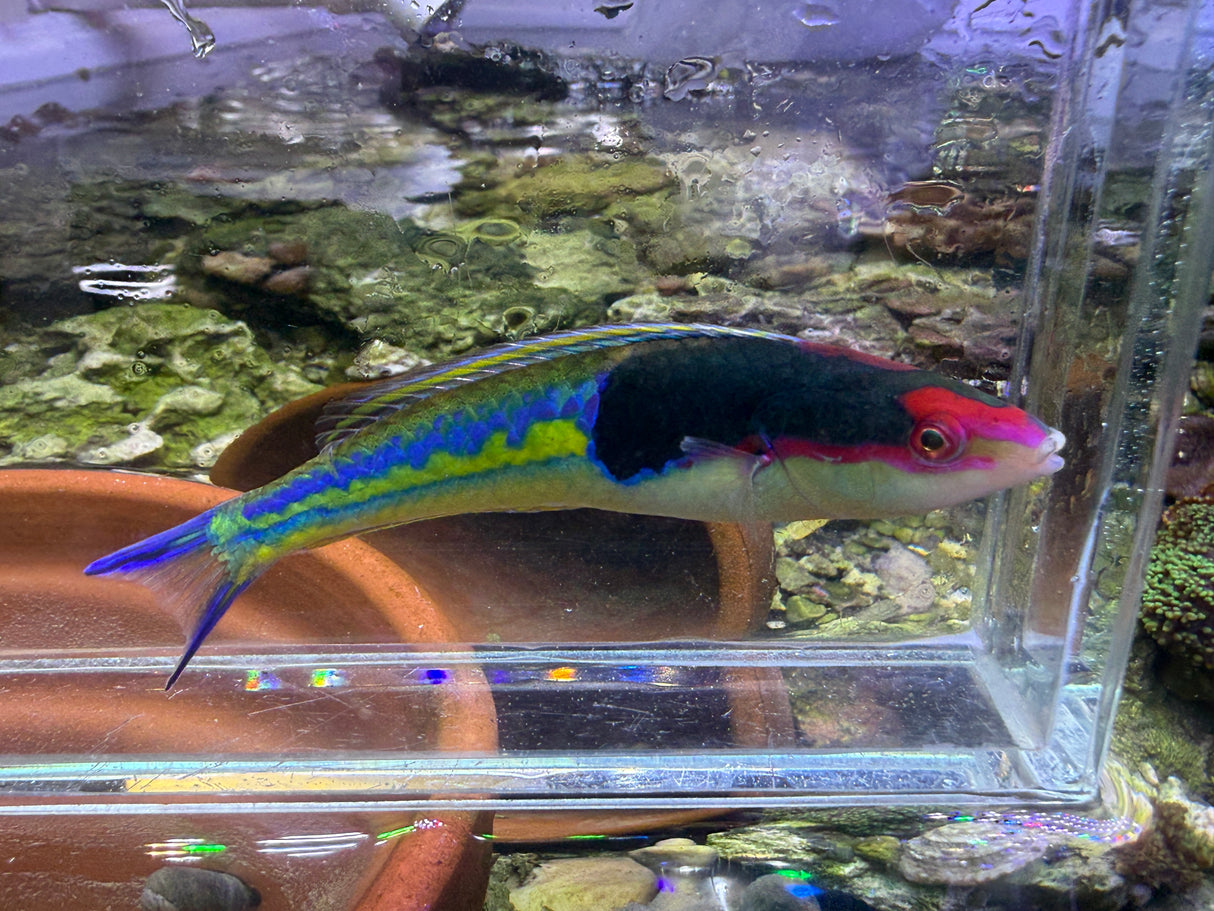 Royal Pencil wrasse