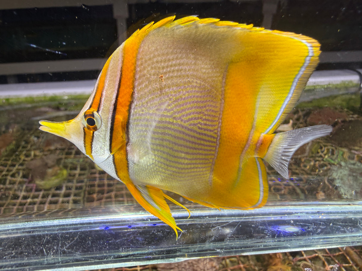 Marginalis Butterflyfish displaying its elongated snout, orange facial stripes and black‑edged yellow dorsal and anal fins inside a glass tank.