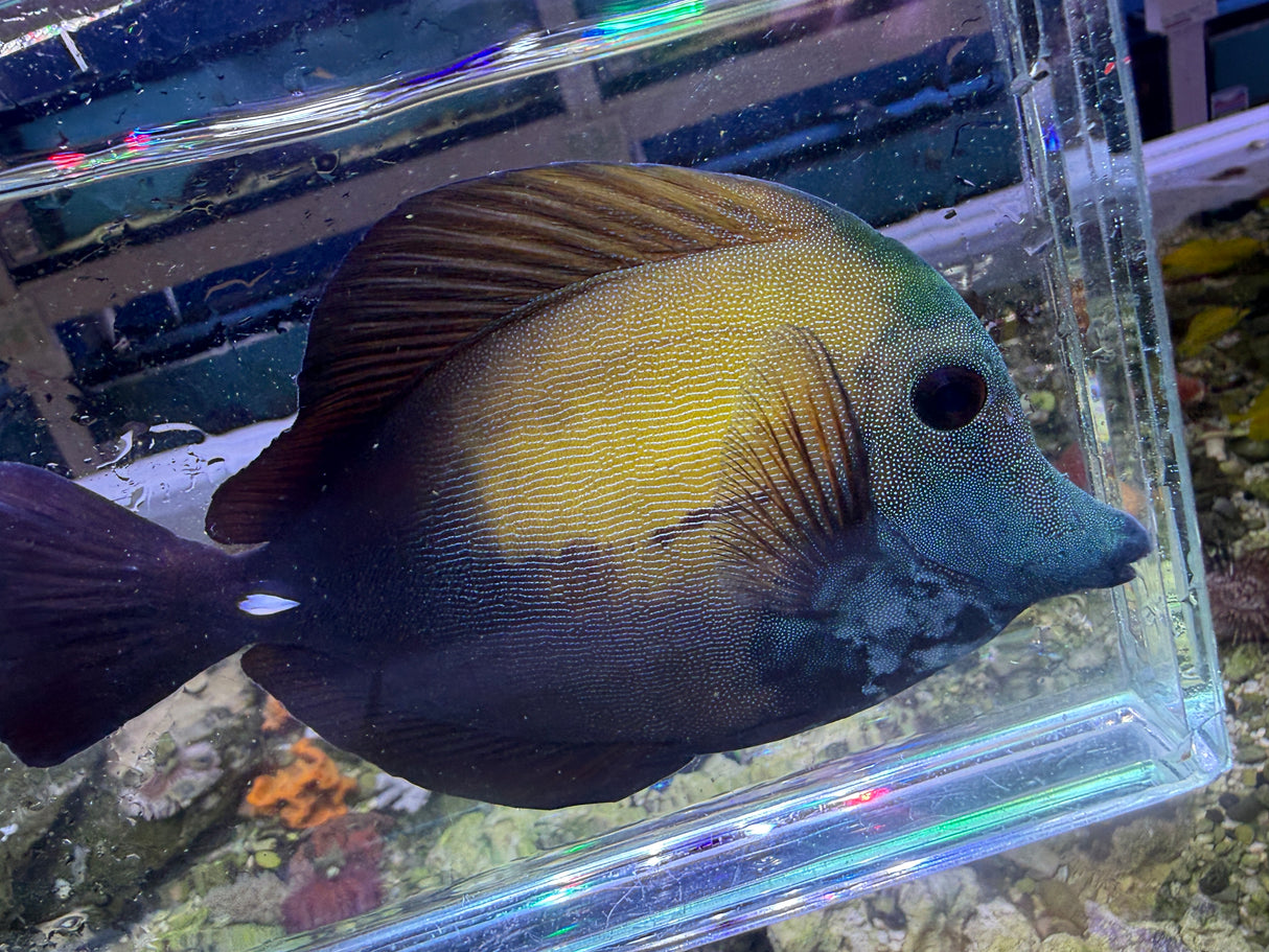Koi Scopas Tang