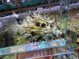 Tassle Filefish