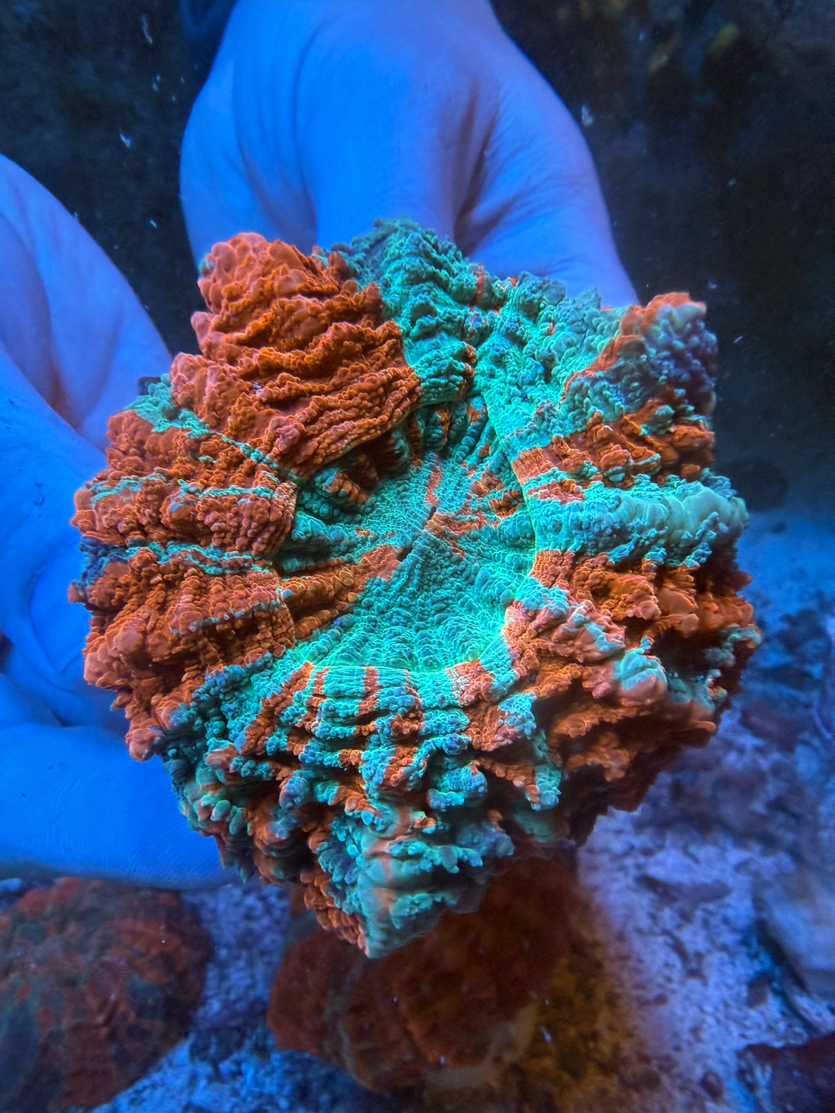 Ultra Acanthophyllia #2