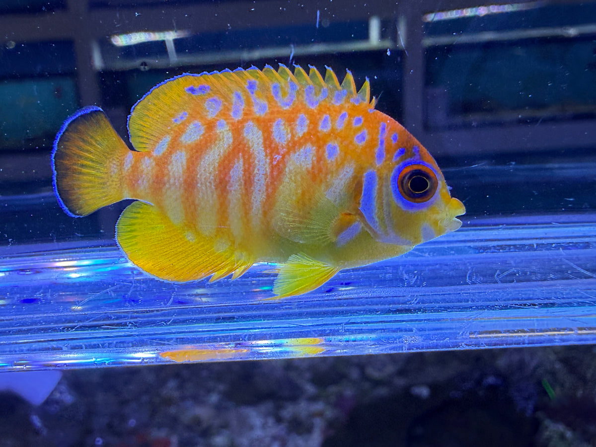 RARE Leopyge lemonpeel hybrid angelfish #6