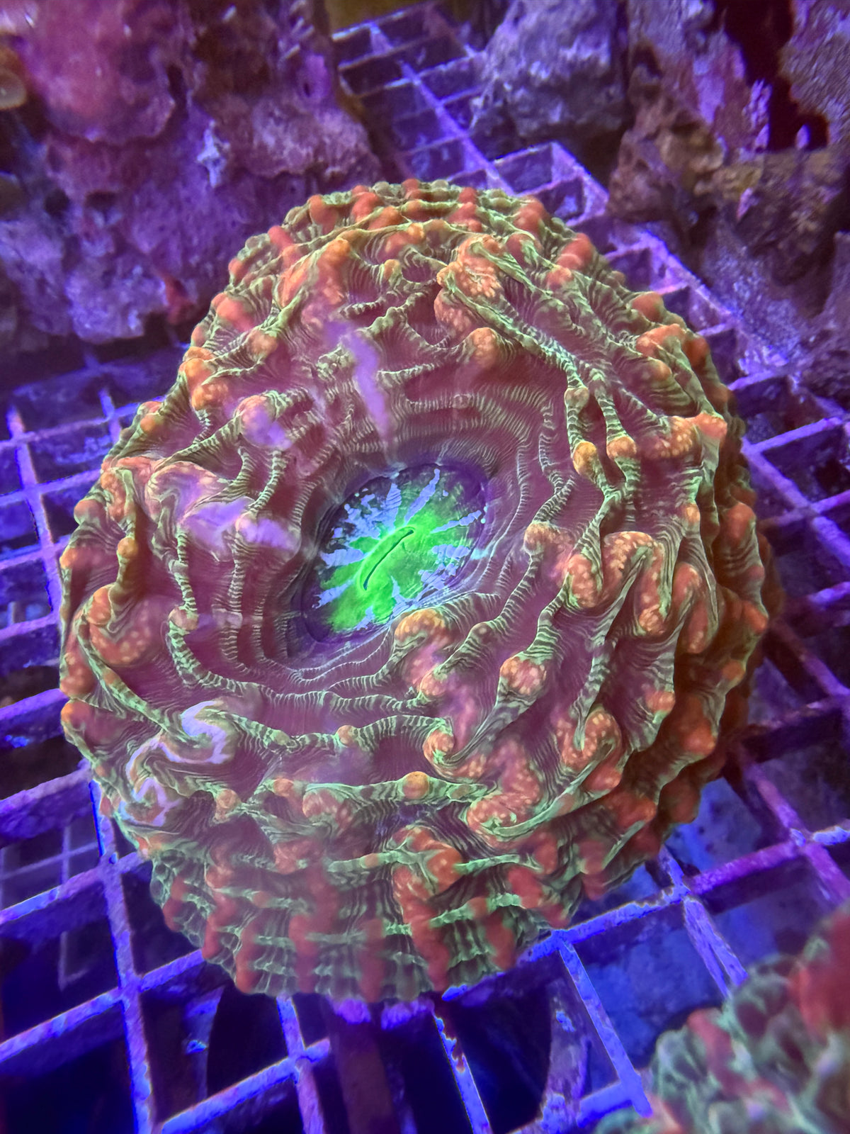 Ultra indophyllia WYSIWYG
