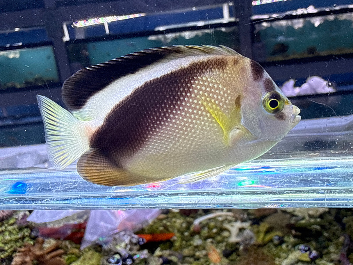 RARE hybrid Griffis Angelfish