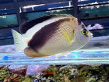 RARE hybrid Griffis Angelfish
