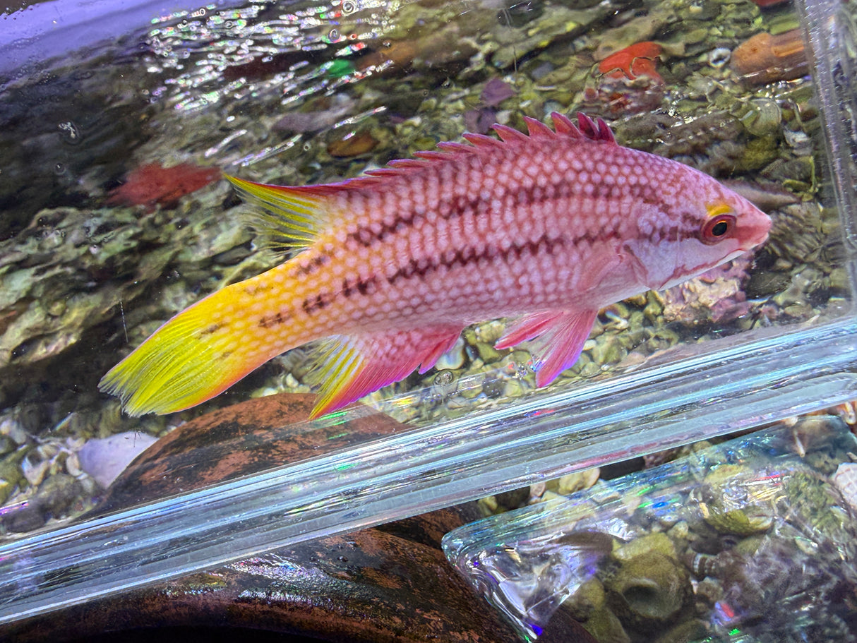 Costa Rican Hogfish