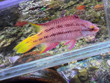 Costa Rican Hogfish