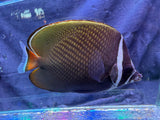 Pakistan Butterflyfish