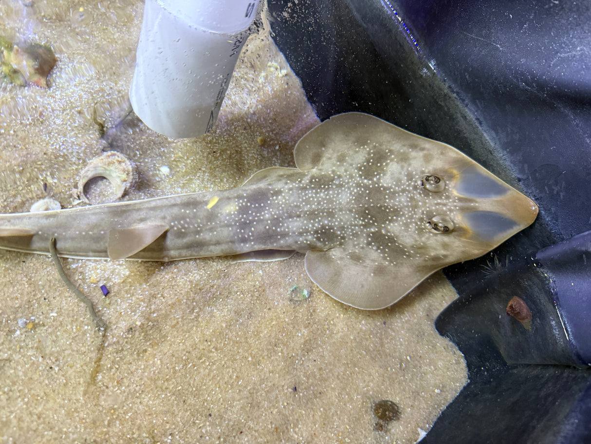 Atlantic Guitarfish Pre-order