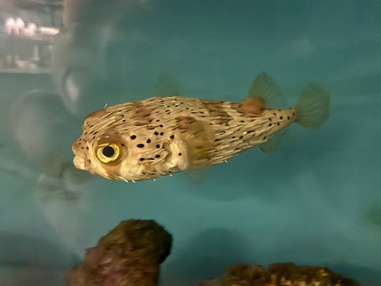Large porcupine puffer