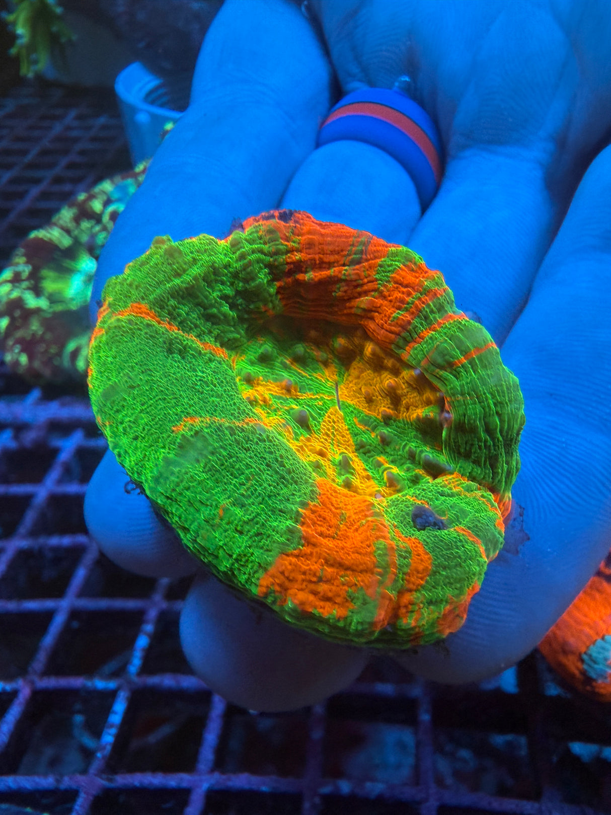 Yellow center Ultra Scoly WYSIWYG