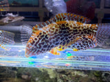 Leopard Wrasse