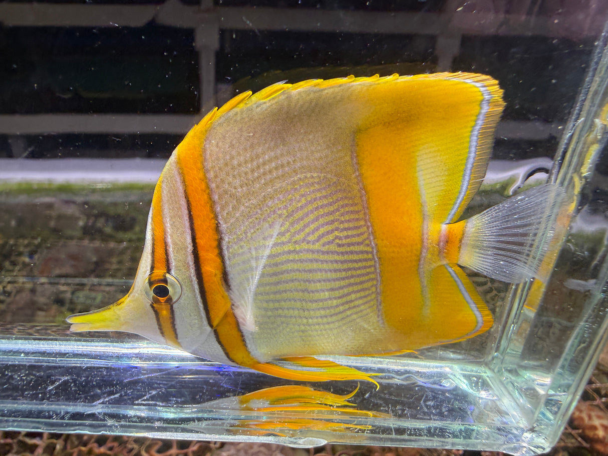 Close‑up of a Marginalis Butterflyfish swimming in a glass aquarium, highlighting its white body, vibrant yellow fins and distinctive orange head markings.