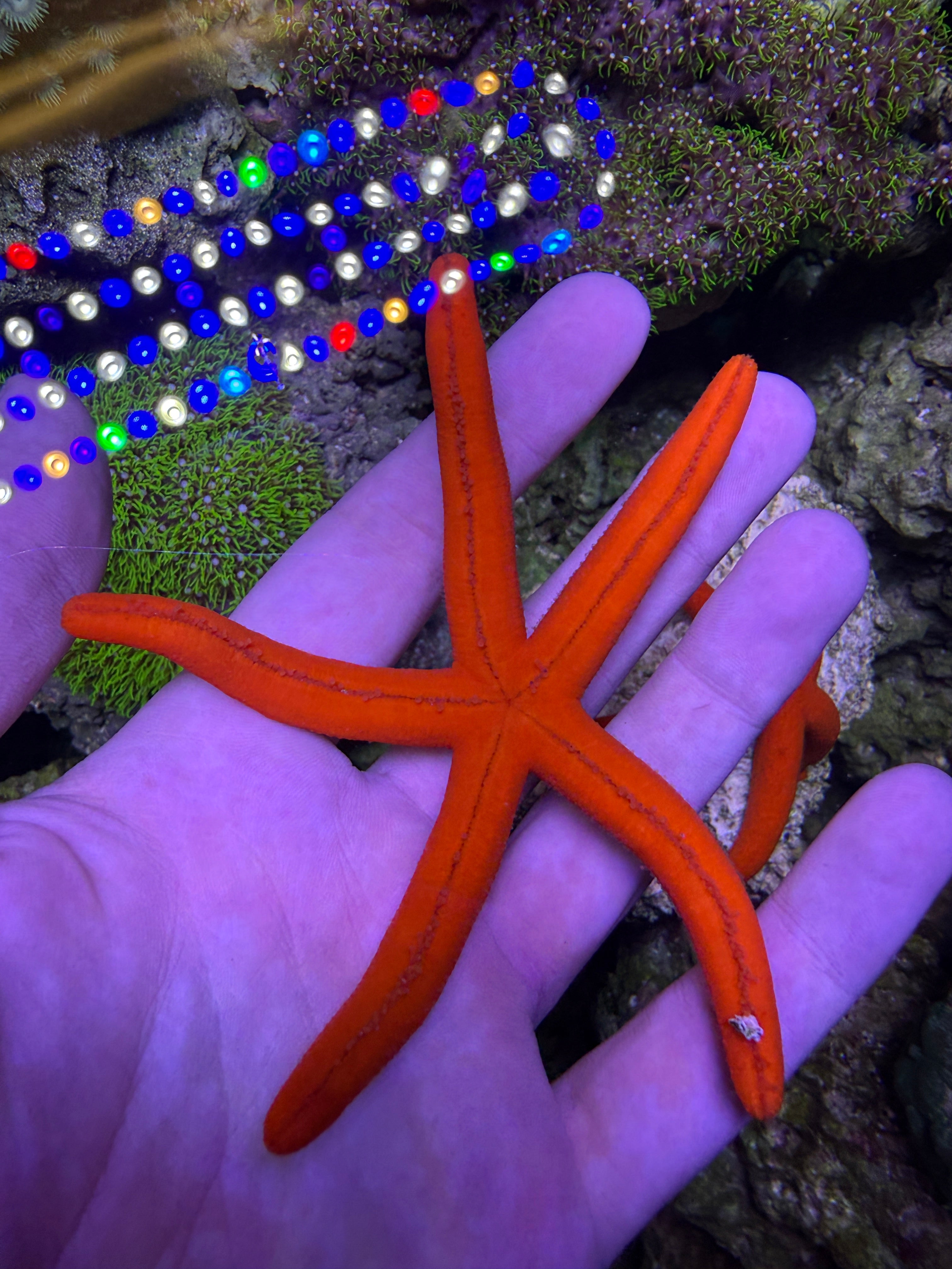 Red Linkia Star Linckia multifora - Live Starfish for Sale